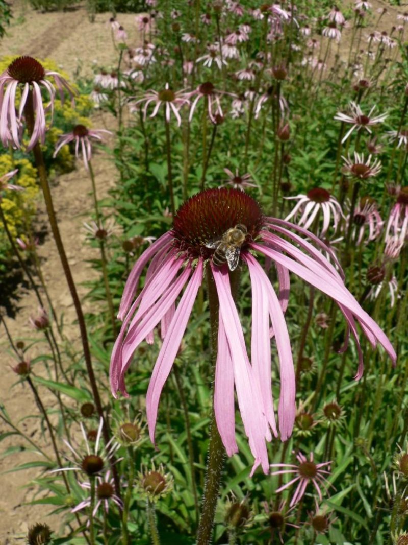 Letem včelím světem